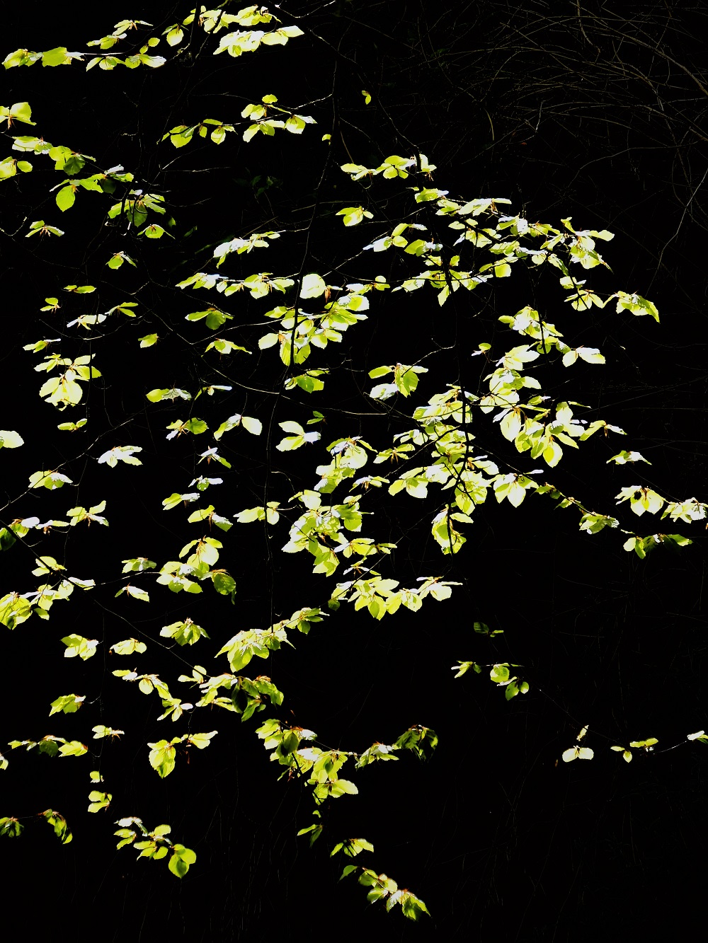 2nd place: Craig Skinner - Carluke leaves