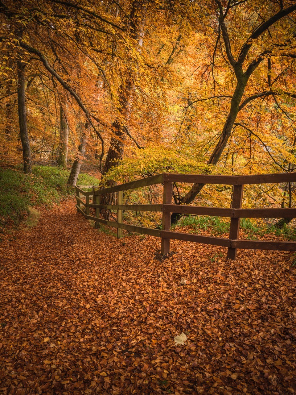 Dylan Nardini Autumn Woodlands Corra Castle Falls Of Clyde