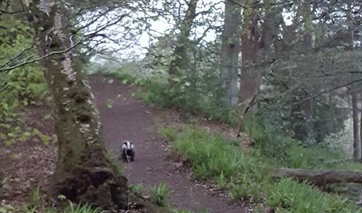 WINNER: Jillian Slater – Badger at Cleghorn Glen