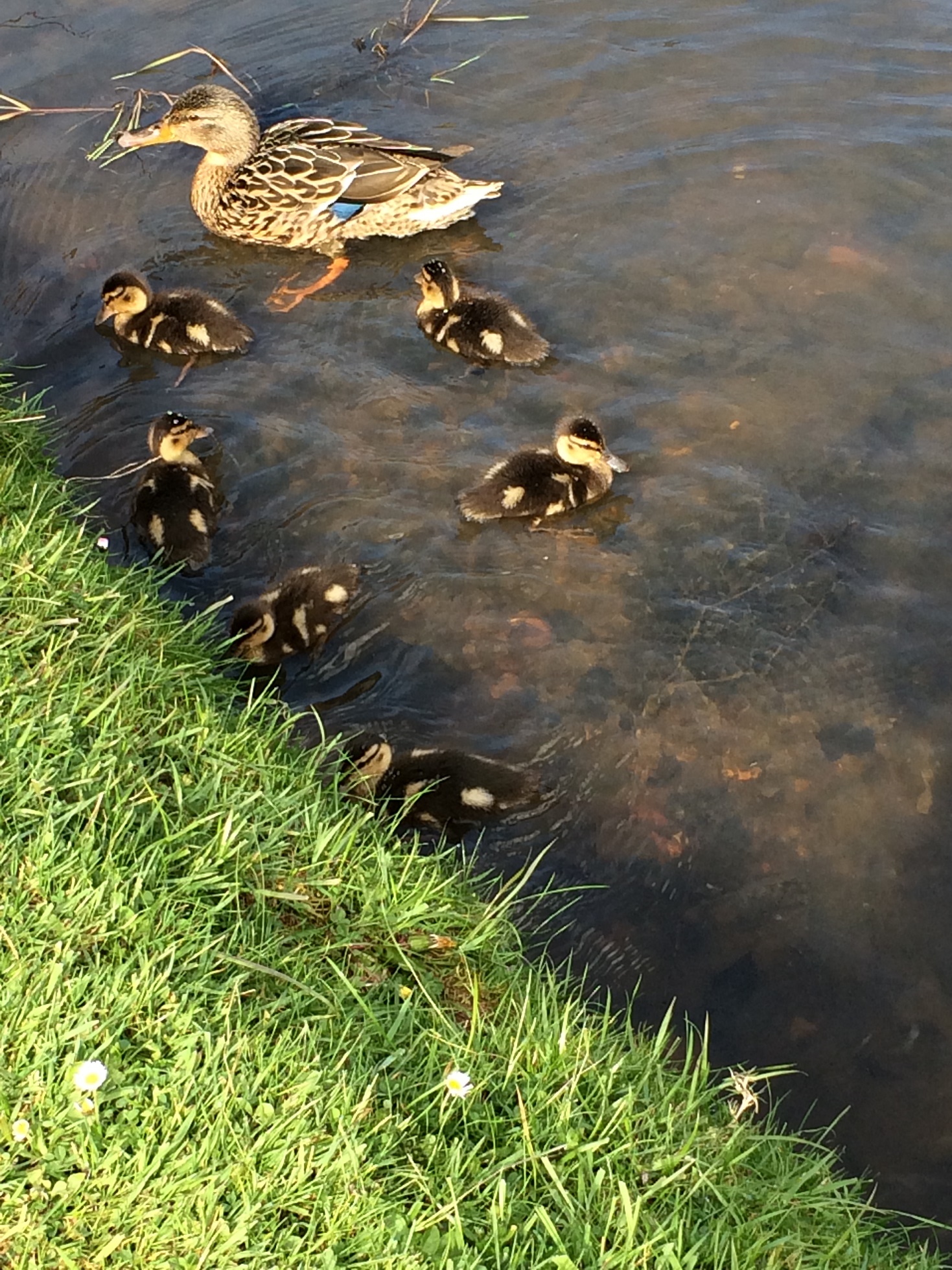 Lucy West Spring Wildlife