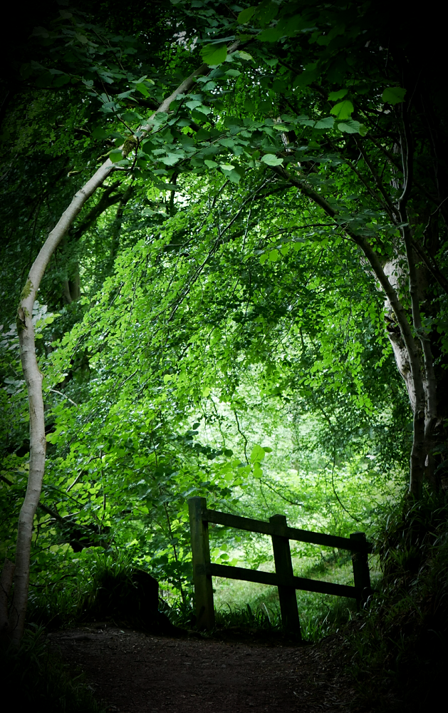 Marjorie Allan Tree Tunnel