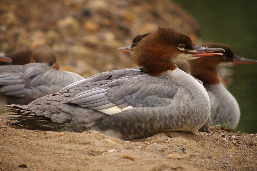 Female Goosander - #CAVWChallenge species of the month for January 2017. Copyright Davie Abraham. 