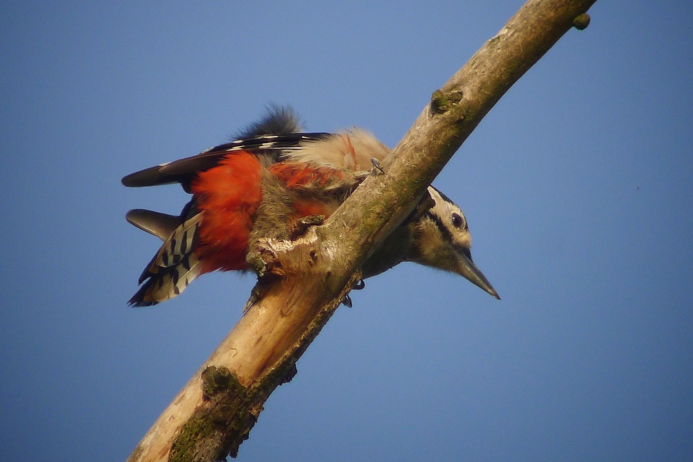 Great Spotted Woodpecker - #CAVWChallenge species of the month for March 2017. Copyright Davie Abraham