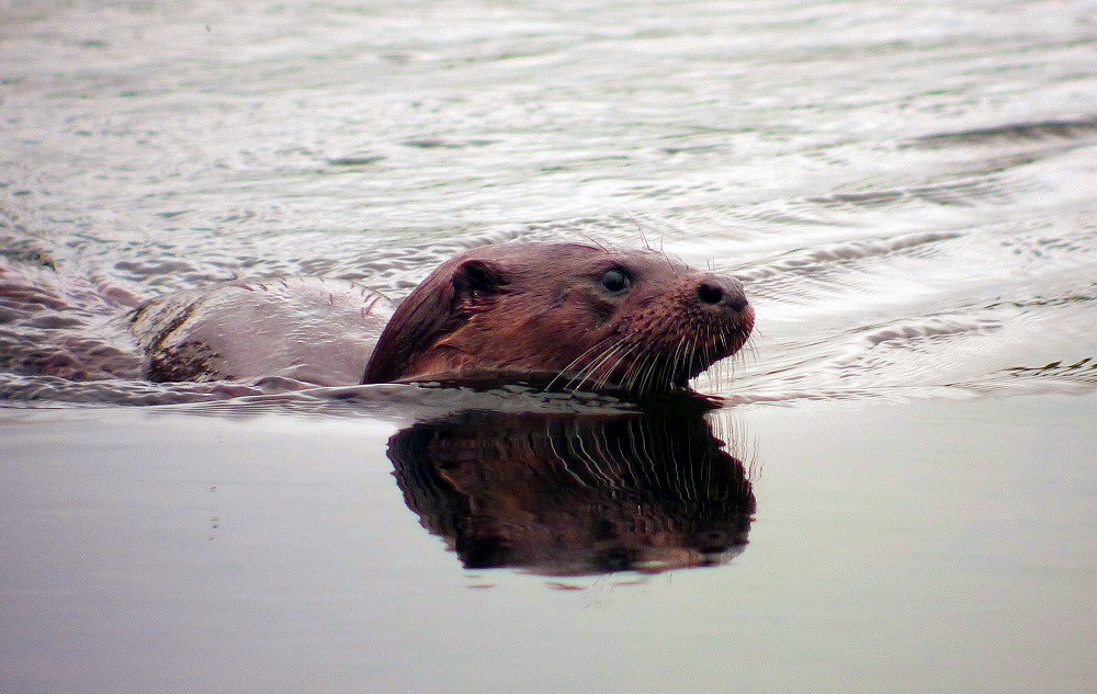 Otter - #CAVWChallenge species of the month for February 2017. Copyright Davie Abraham. 