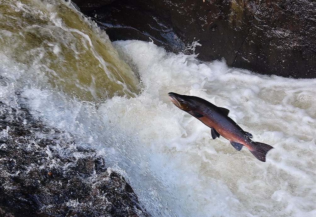 Leaping salmon, Malcolm Muir, South Lanarkshire Council