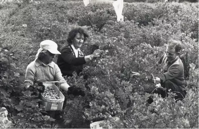 Gooseberry pickers in the Clyde Valley during the 1960s. PIC Thanks to South Lanarkshire Leisure and Culture Libraries and Museums Service.