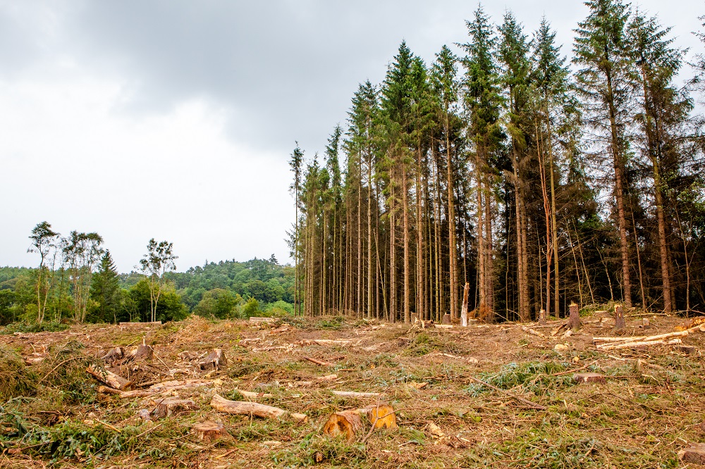 The brash left over from the felling creates perfect conditions for the natural regeneration of the ancient native woodland