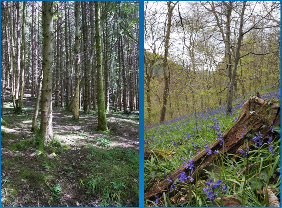Conifer plantations (left) stifle the native wildlife, unlike the natural ancient woodland (right), where native wildlife such as bluebells thrive
