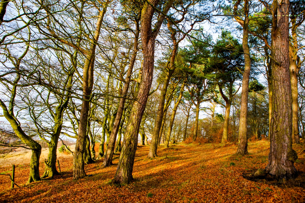 Beautiful countryside and remarkably photogenic woodland just minutes from schools, homes and the town centre of Carluke