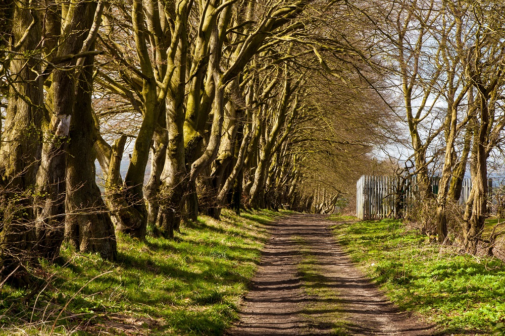 2. Strathavenhouse Road to Birks Road (888 metres)