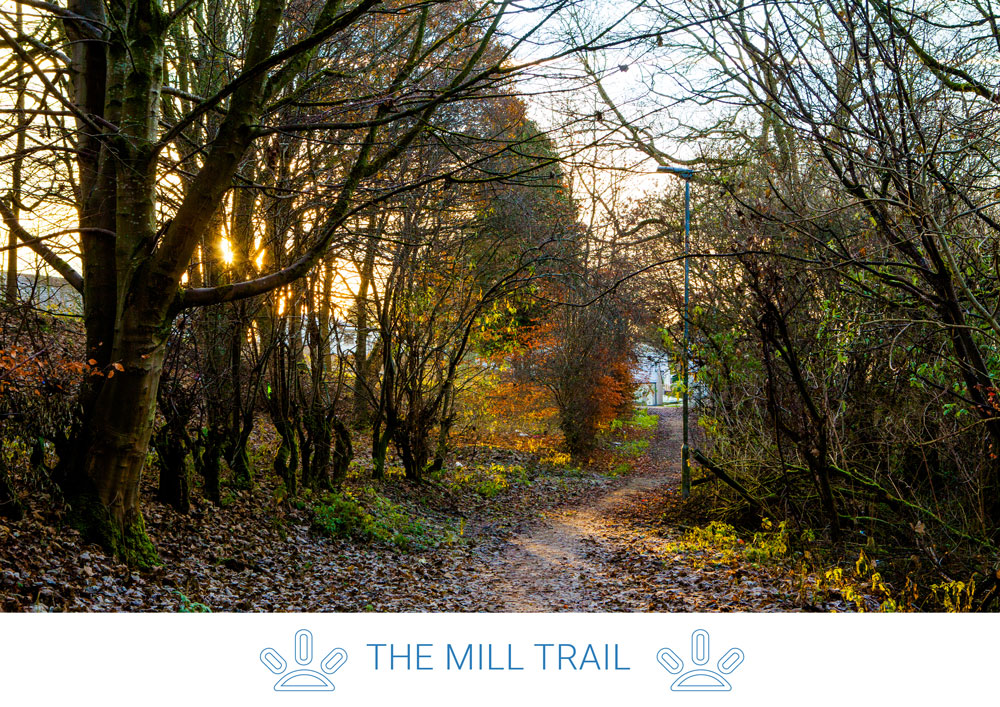 3. Walk down John Street, crossing over Jock's Burn to join up with the path to the woodland around the Burn.