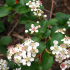 Aronia Melanocarpa Black Chokeberry