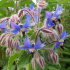 Borago Officinalis Borage