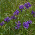 Campanula Glomerata Clustered Bellflower