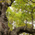 The ancient Cadzow oaks at Chatelherault Country Park
