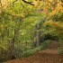 The native woodlands cloaked in wonderful autumn colour