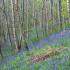 Native bluebells carpet the woodland floor in spring time - signifying the age and quality of the ancient woodland