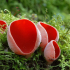 Look out for fabulous funghi such as these scarlet elf cups