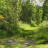 Try out some of the more secluded walks at Chatelherault Country Park