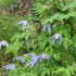 Clematis Alpina Austrian Clematis