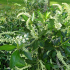 Clethra Alnifolia Hummingbird