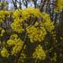 Cornus Mas Cornelian Cherry Aurea