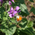 An orange tip butterfly - part of the wide variety of wildlife to be seen on Dalzell Estate