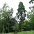 A redwood towers over surrounding trees, planted as part of an 19th century arboretum