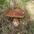 Huge Boletus Toadstool at Lower Nethan Gorge