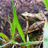 Common Frog at Lower Nethan Gorge