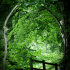 Marjorie Allan Tree Tunnel