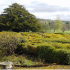The remaining Pleasure Gardens with ornamental box hedges and yew tree, with Mauldslie parkland to the rear