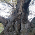 Joint 4th and 5th place: Shona MacLean - Cadzow Oak