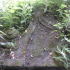 The remains of the coat of arms from Stonebyres House still lie in the garden