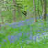 Bluebells carpet the floor at Cleghorn Glen in spring